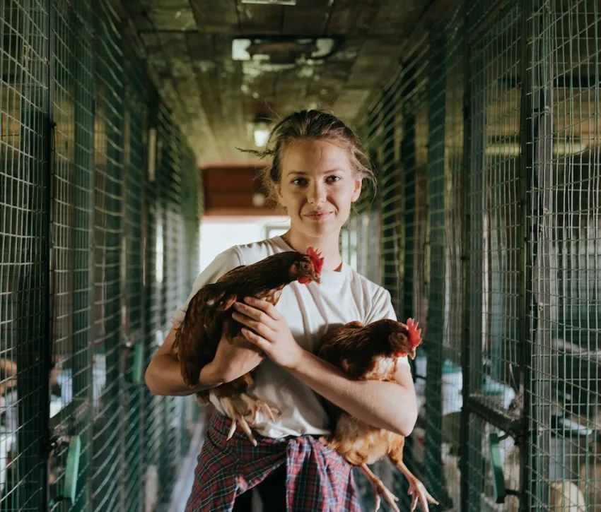 Sustainable farming chickens