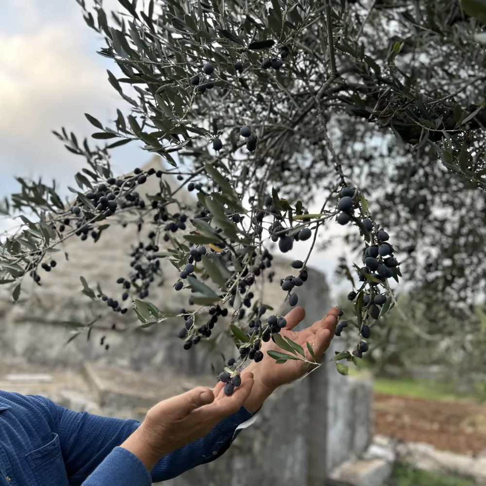Flamis Dad Italian Olive Oil