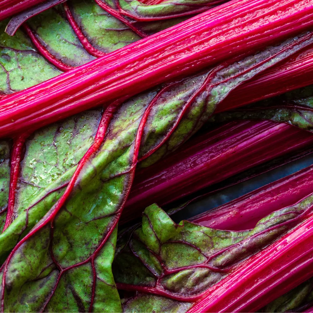 Rhubarb