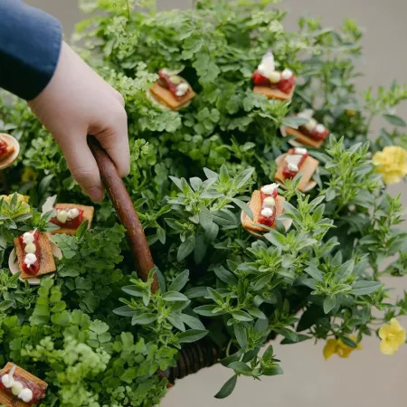 Canapes