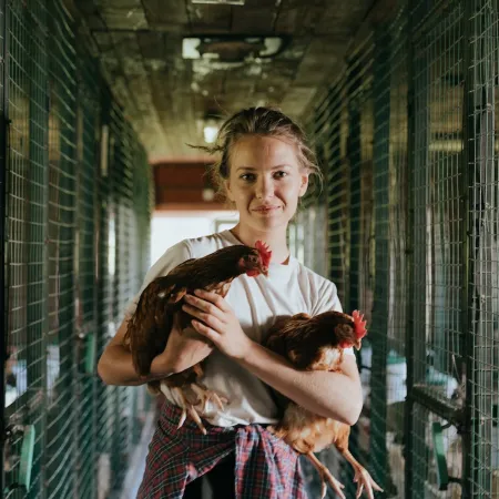 Sustainable farming chickens