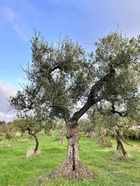 Flamis Dad Italian Olive Oil 