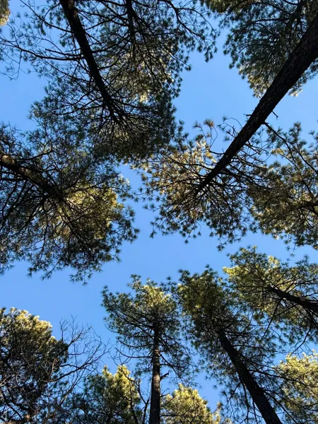 Looking up at the trees