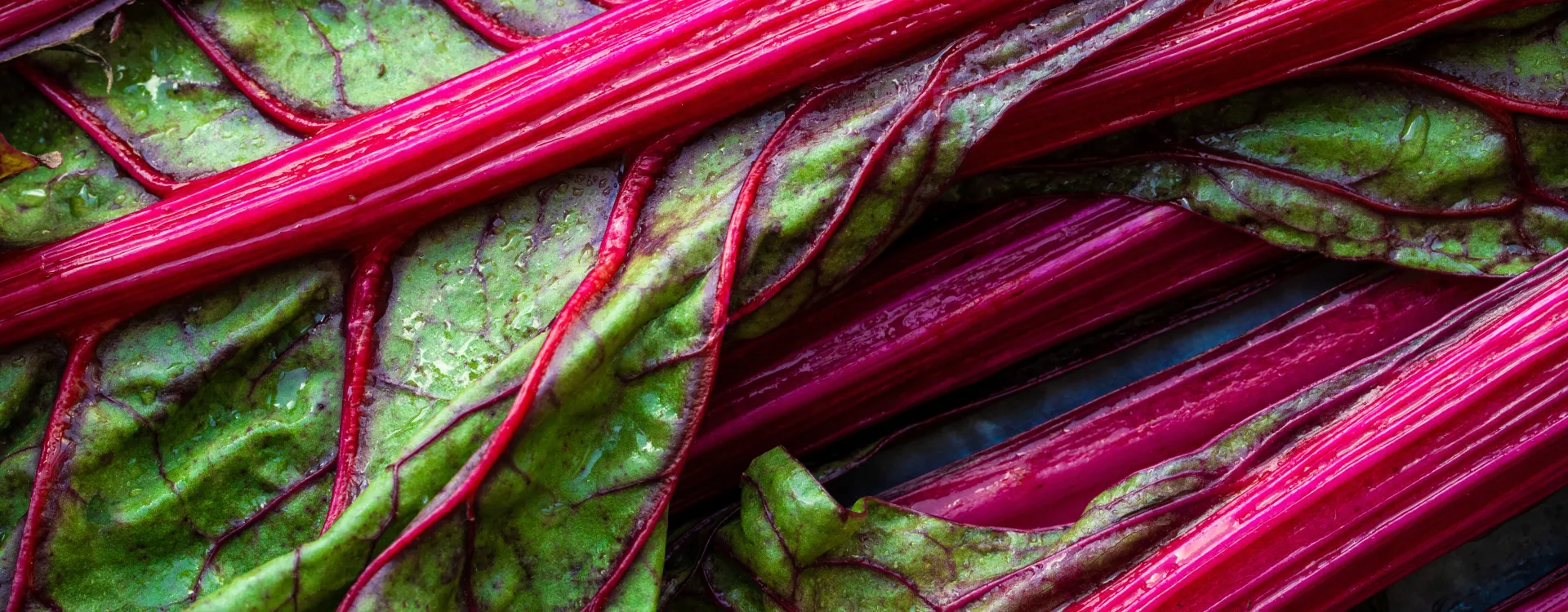 Rhubarb