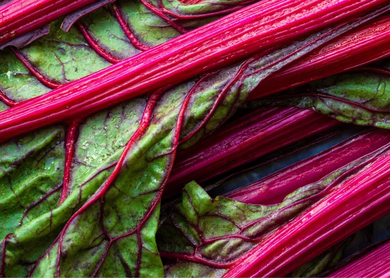 Rhubarb